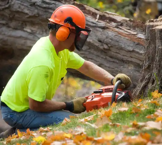 tree services Dortches